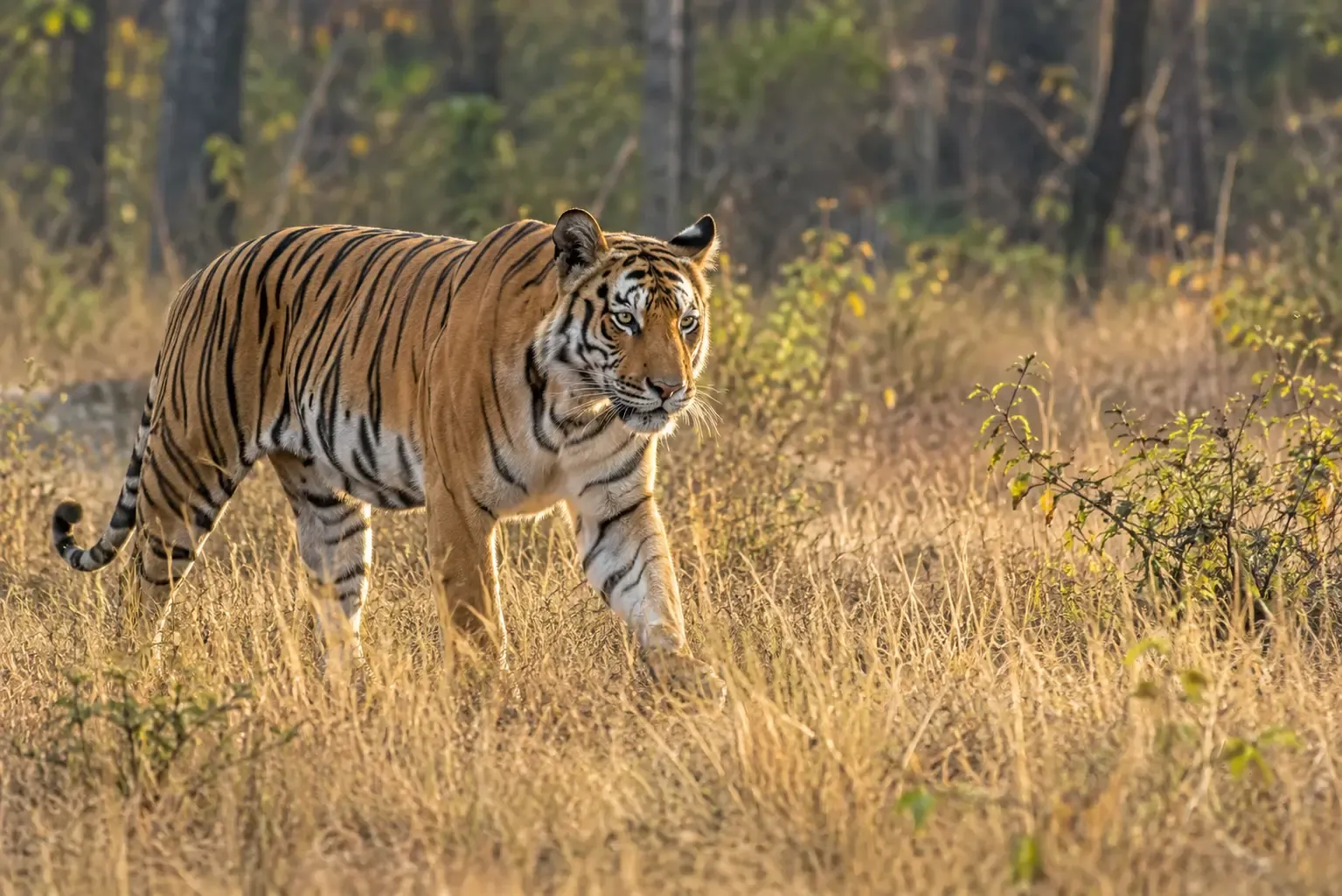 Wildlife Safaris in India